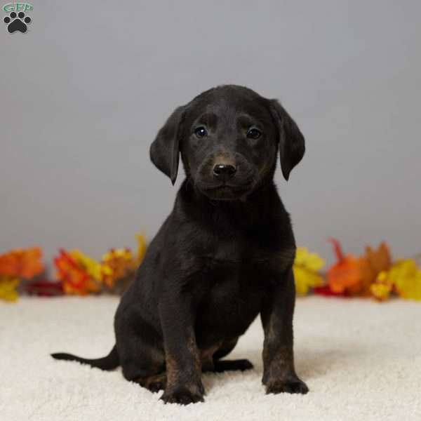 Teddy, Black Labrador Retriever Puppy